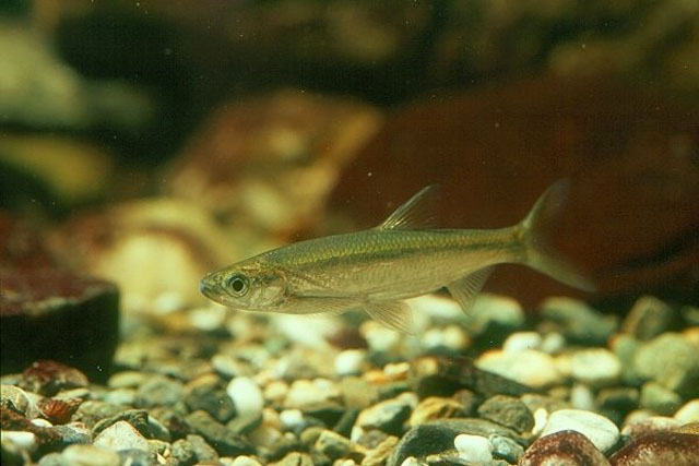 (Hemiculter Bleeker, 1860) Род Хемикультеры, Востробрюшки, Genus